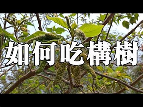 構樹根功效|構樹(蕁麻目桑科植物):形態特徵,生長習性,產地分布,栽。